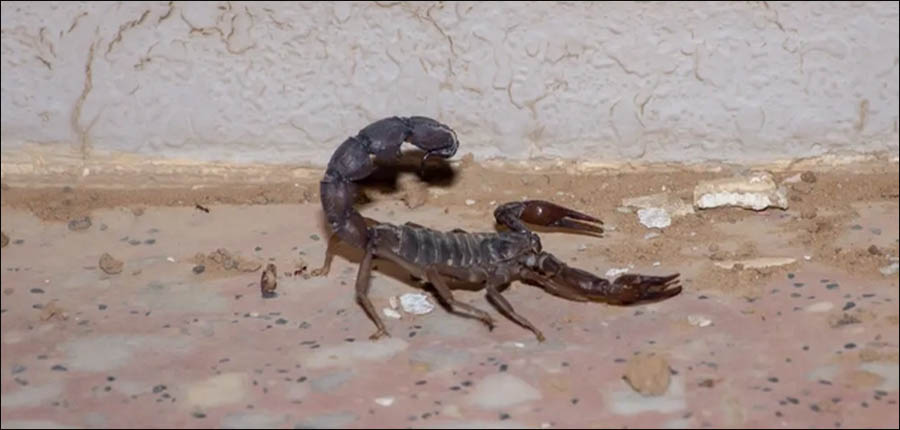 Les piqûre de scorpions, problème de santé publique qui implique la responsabilité de plusieurs départements ministériels